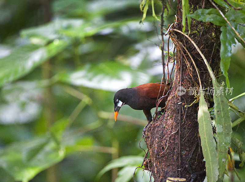 哥斯达黎加，拉塞尔瓦，树干上的Montezuma Oropendola